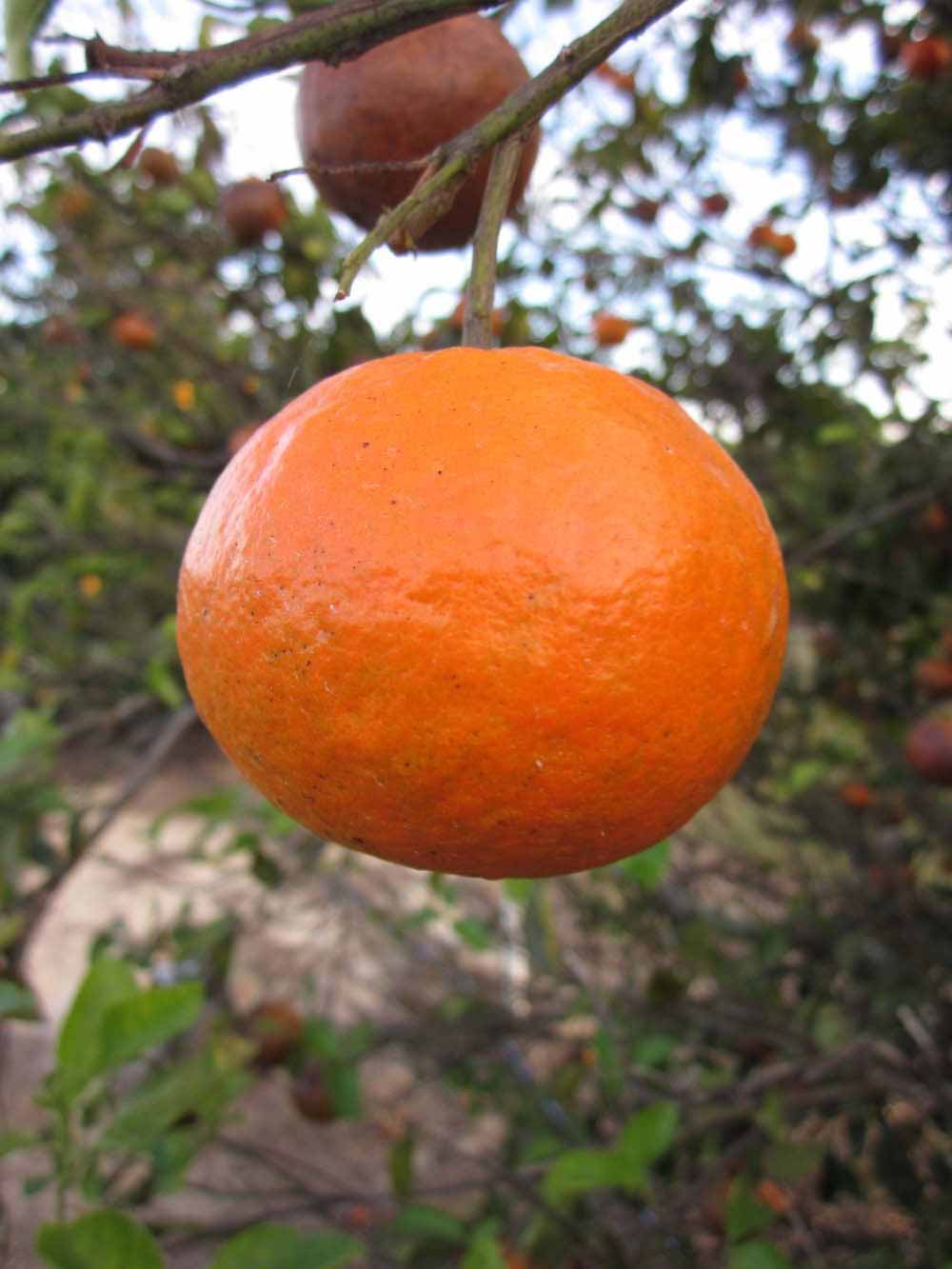            Fruit (Winter Haven, FL)   